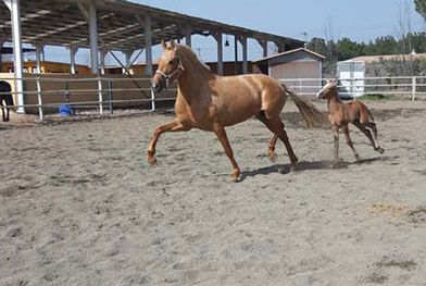 Caballos del Jarama caballos con potrillo corriendo