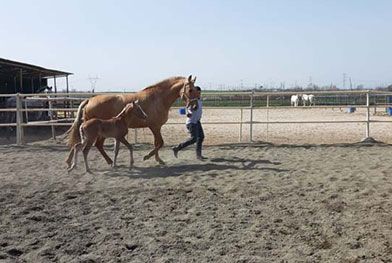 Caballos del Jarama persona llevando caballo con potrillo