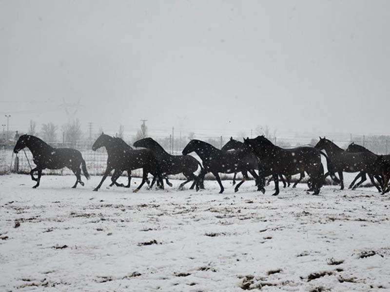 Caballos del Jarama Caballos en la nieve