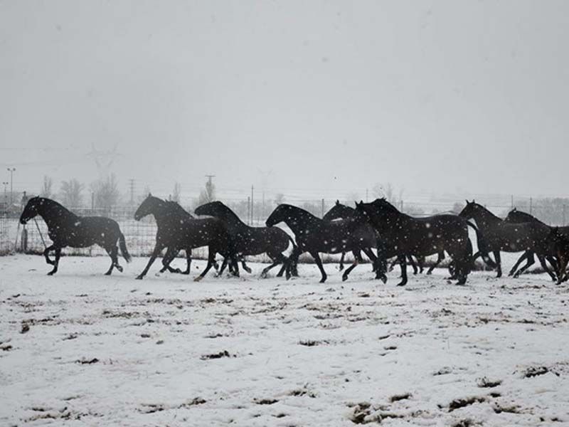 Caballos del Jarama Caballos en la nieve