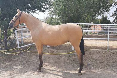 Caballos del Jarama caballo con patas café 