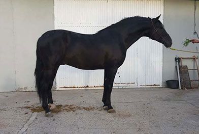 Caballos del Jarama caballo oscuro