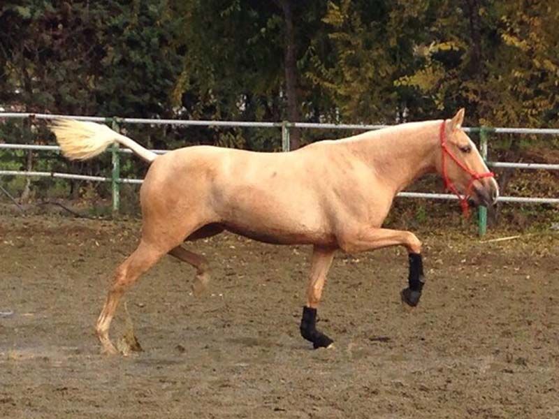 Caballos del Jarama Caballos color beige