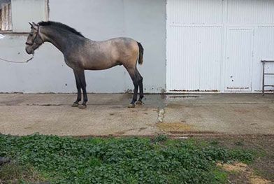 Caballos del Jarama potrillo