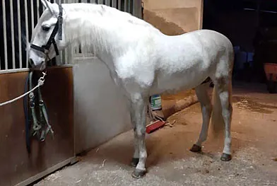 Caballos del Jarama caballo blanco parado