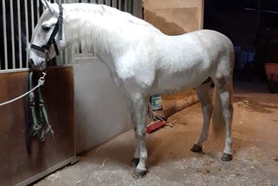 Caballos del Jarama caballo blanco parado