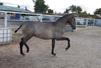 Caballos del Jarama caballo dando paso