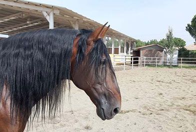 Caballos del Jarama caballo