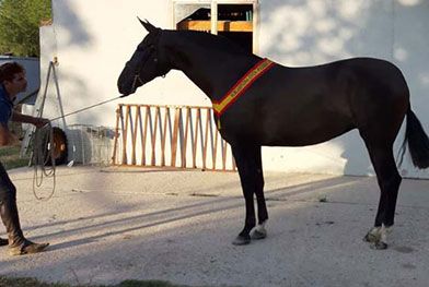 Caballos del Jarama caballo con cinta