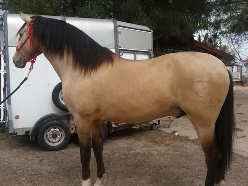 Caballos del Jarama Caballo grande