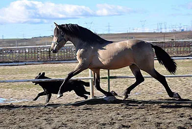 Caballos del Jarama caballo corriendo con perro