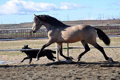 Caballos del Jarama caballo corriendo con perro