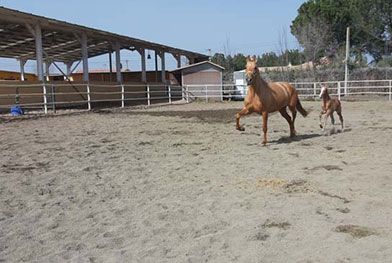 Caballos del Jarama caballos corriendo