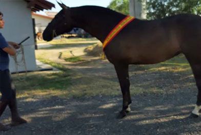 Caballos del Jarama caballos con cinta