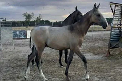 Caballos del Jarama caballos caminando