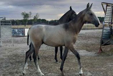 Caballos del Jarama caballos caminando