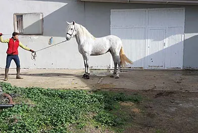Caballos del Jarama adiestrador con caballo