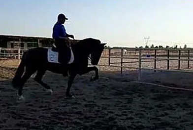 Caballos del Jarama Caballos