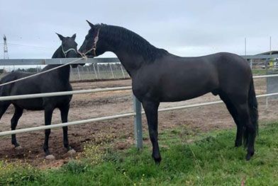 Caballos del Jarama caballos oscuros