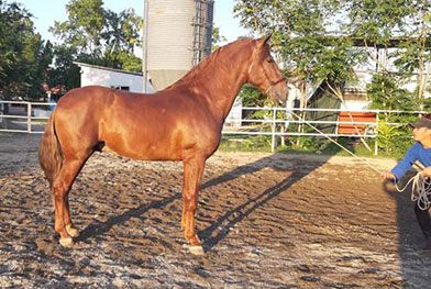 Caballos del Jarama caballo café